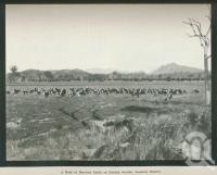 <span class="caption-caption">A herd of Hereford cattle on Coochin Coochin, Fassifern District</span>. <br />From <span class="caption-book">Australia Unlimited</span>, <span class="caption-creator">Edwin J Brady</span>, <span class="caption-publisher">George Robertson & Co</span>, Melbourne, 1918, collection of <span class="caption-contributor">Centre for the Government of Queensland</span>.