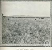 <span class="caption-caption">Orion Downs, Springsure District</span>. <br />From <span class="caption-book">Australia Unlimited</span>, <span class="caption-creator">Edwin J Brady</span>, <span class="caption-publisher">George Robertson & Co</span>, Melbourne, 1918, collection of <span class="caption-contributor">Centre for the Government of Queensland</span>.