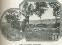 <span class="caption-caption">Sheep at the Hermitage, Darling Downs</span>. <br />From <span class="caption-book">Australia Unlimited</span>, <span class="caption-creator">Edwin J Brady</span>, <span class="caption-publisher">George Robertson & Co</span>, Melbourne, 1918, collection of <span class="caption-contributor">Centre for the Government of Queensland</span>.
