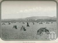 <span class="caption-caption">Wheat field at Allora</span>. <br />From <span class="caption-book">Australia Unlimited</span>, <span class="caption-creator">Edwin J Brady</span>, <span class="caption-publisher">George Robertson & Co</span>, Melbourne, 1918, collection of <span class="caption-contributor">Centre for the Government of Queensland</span>.
