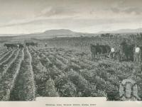 <span class="caption-caption">Hermitage farm, Warwick District</span>. <br />From <span class="caption-book">Australia Unlimited</span>, <span class="caption-creator">Edwin J Brady</span>, <span class="caption-publisher">George Robertson & Co</span>, Melbourne, 1918, collection of <span class="caption-contributor">Centre for the Government of Queensland</span>.
