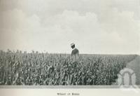 <span class="caption-caption">Wheat at Roma</span>. <br />From <span class="caption-book">Australia Unlimited</span>, <span class="caption-creator">Edwin J Brady</span>, <span class="caption-publisher">George Robertson & Co</span>, Melbourne, 1918, collection of <span class="caption-contributor">Centre for the Government of Queensland</span>.