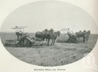 <span class="caption-caption">Harvesting wheat, near Warwick</span>. <br />From <span class="caption-book">Australia Unlimited</span>, <span class="caption-creator">Edwin J Brady</span>, <span class="caption-publisher">George Robertson & Co</span>, Melbourne, 1918, collection of <span class="caption-contributor">Centre for the Government of Queensland</span>.