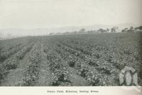 <span class="caption-caption">Potato field, Killarney</span>. <br />From <span class="caption-book">Australia Unlimited</span>, <span class="caption-creator">Edwin J Brady</span>, <span class="caption-publisher">George Robertson & Co</span>, Melbourne, 1918, collection of <span class="caption-contributor">Centre for the Government of Queensland</span>.