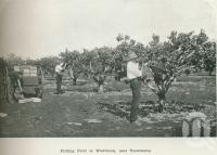 <span class="caption-caption">Picking fruit at Westbrook</span>. <br />From <span class="caption-book">Australia Unlimited</span>, <span class="caption-creator">Edwin J Brady</span>, <span class="caption-publisher">George Robertson & Co</span>, Melbourne, 1918, collection of <span class="caption-contributor">Centre for the Government of Queensland</span>.