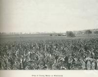 <span class="caption-caption">Crop of young maize at Westbrook</span>. <br />From <span class="caption-book">Australia Unlimited</span>, <span class="caption-creator">Edwin J Brady</span>, <span class="caption-publisher">George Robertson & Co</span>, Melbourne, 1918, collection of <span class="caption-contributor">Centre for the Government of Queensland</span>.