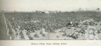 <span class="caption-caption">Tobacco fields, Texas</span>. <br />From <span class="caption-book">Australia Unlimited</span>, <span class="caption-creator">Edwin J Brady</span>, <span class="caption-publisher">George Robertson & Co</span>, Melbourne, 1918, collection of <span class="caption-contributor">Centre for the Government of Queensland</span>.