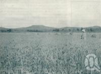 <span class="caption-caption">Ripe wheat, Killarney</span>. <br />From <span class="caption-book">Queensland Journey</span>, <span class="caption-creator">C.B. Christensen</span>, <span class="caption-publisher">Queensland Government Tourist Bureau</span>, Brisbane, 1938, collection of <span class="caption-contributor">Centre for the Government of Queensland</span>.