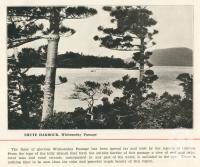<span class="caption-caption">Shute Harbour, Whitsunday Passage</span>. <br />From <span class="caption-book">Pictorial Grandeur of Cairns</span>, Cairns, c1935, collection of <span class="caption-contributor">Centre for the Government of Queensland</span>.