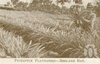 <span class="caption-caption">Pineapple plantation Redland Bay</span>. <br />From <span class="caption-book">Brisbane Short Tours</span>, <span class="caption-creator">Queensland Government Tourist Bureau</span>, Brisbane, c1936, collection of <span class="caption-contributor">Centre for the Government of Queensland</span>.