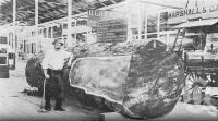<span class="caption-caption">Cedar log at the 1897 exhibition, Bowen Park. Product of the North Queensland Timber Co</span>. <br />From <span class="caption-book">Queensland Agricultural Journal</span>, 1897, collection of <span class="caption-contributor">Fryer Library, UQ</span>.