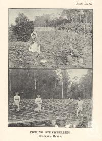 <span class="caption-caption">Picking strawberries, Blackall Range</span>. <br />From <span class="caption-book">Queensland Agricultural Journal</span>, 1898, collection of <span class="caption-contributor">Fryer Library, UQ</span>.