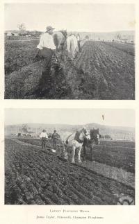 <span class="caption-caption">Laidley ploughing patch. James Taylor, Pittsworth, champion ploughman</span>. <br />From <span class="caption-book">Queensland Agricultural Journal</span>, 1900, collection of <span class="caption-contributor">Fryer Library, UQ</span>.