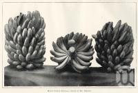 <span class="caption-caption">Mount Cotton bananas, grown by Mr Preston</span>. <br />From <span class="caption-book">Queensland Agricultural Journal</span>, 1910, collection of <span class="caption-contributor">Fryer Library, UQ</span>.