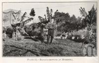 <span class="caption-caption">Banana-growing at Moorooka</span>. <br />From <span class="caption-book">Queensland Agricultural Journal</span>, 1919, collection of <span class="caption-contributor">Fryer Library, UQ</span>.