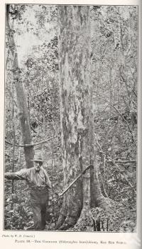 <span class="caption-caption">The coondoo, Kin Kin Scrub</span>. <br />From <span class="caption-book">Queensland Agricultural Journal</span>, 1921, collection of <span class="caption-contributor">Fryer Library, UQ</span>.