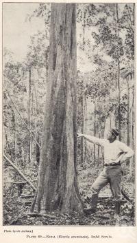 <span class="caption-caption">Koda, Imbil Scrub</span>. <br />From <span class="caption-book">Queensland Agricultural Journal</span>, 1921, collection of <span class="caption-contributor">Fryer Library, UQ</span>.