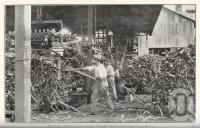 <span class="caption-caption">Feeding cane to the carrier, South Johnstone Sugar Mill</span>. <br />From <span class="caption-book">Queensland Agricultural Journal</span>, 1923, collection of <span class="caption-contributor">Fryer Library, UQ</span>.