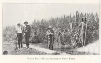 <span class="caption-caption">On an Inkerman cane farm</span>. <br />From <span class="caption-book">Queensland Agricultural Journal</span>, 1923, collection of <span class="caption-contributor">Fryer Library, UQ</span>.