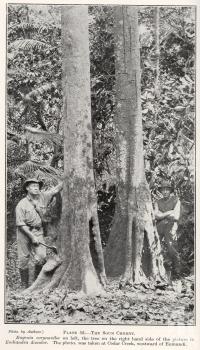 <span class="caption-caption">The sour cherry Cedar Creek, westward of Eumundi</span>. <br />From <span class="caption-book">Queensland Agricultural Journal</span>, 1924, collection of <span class="caption-contributor">Fryer Library, UQ</span>.
