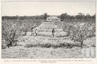 <span class="caption-caption">An orchard in the Granite Belt, Thulimba</span>. <br />From <span class="caption-book">Queensland Agricultural Journal</span>, 1925, collection of <span class="caption-contributor">Fryer Library, UQ</span>.
