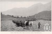 <span class="caption-caption">From field to mill, ready for the road, Babinda</span>. <br />From <span class="caption-book">Queensland Agricultural Journal</span>, 1929, collection of <span class="caption-contributor">Fryer Library, UQ</span>.