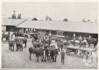 <span class="caption-caption">Queensland Agricultural High School and College, teams mustering at stables</span>. <br />From <span class="caption-book">Queensland Agricultural Journal</span>, 1929, collection of <span class="caption-contributor">Fryer Library, UQ</span>.