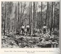 <span class="caption-caption">The effective work of the cactoblastis on experiment plot site</span>. <br />From <span class="caption-book">Queensland Agricultural Journal</span>, 1930, collection of <span class="caption-contributor">Fryer Library, UQ</span>.