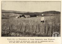 <span class="caption-caption">A wheatfield at Upper Freestone, near Warwick</span>. <br />From <span class="caption-book">Queensland Agricultural Journal</span>, 1934, collection of <span class="caption-contributor">Fryer Library, UQ</span>.