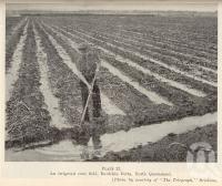 <span class="caption-caption">An irrigated cane field, Burdekin Delta, north Queensland</span>. <br />From <span class="caption-book">Queensland Agricultural Journal</span>, 1936, collection of <span class="caption-contributor">Fryer Library, UQ</span>.