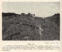 <span class="caption-caption">A scene on new-settled dairy lands near Japoon</span>. <br />From <span class="caption-book">Queensland Agricultural Journal</span>, 1939, collection of <span class="caption-contributor">Fryer Library, UQ</span>.
