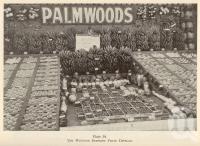 <span class="caption-caption">Palmwoods District fruit display</span>. <br />From <span class="caption-book">Queensland Agricultural Journal</span>, 1940, collection of <span class="caption-contributor">Fryer Library, UQ</span>.