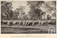 <span class="caption-caption">Western-bred merino wethers on Brigalow Country in the Tara District</span>. <br />From <span class="caption-book">Queensland Agricultural Journal</span>, 1941, collection of <span class="caption-contributor">Fryer Library, UQ</span>.