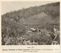 <span class="caption-caption">Banana plantation at Upper Coomera</span>. <br />From <span class="caption-book">Queensland Agricultural Journal</span>, 1951, collection of <span class="caption-contributor">Fryer Library, UQ</span>.