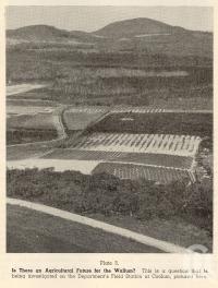 <span class="caption-caption">Department's Field Station at Coolum</span>. <br />From <span class="caption-book">Queensland Agricultural Journal</span>, 1957, collection of <span class="caption-contributor">Fryer Library, UQ</span>.