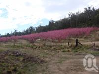 <span class="caption-caption">Blossoms, Stanthorpe</span>, 2009. <br />Digital image, collection of <span class="caption-contributor">Centre for the Government of Queensland MS</span>.