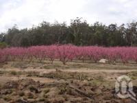 <span class="caption-caption">Blossoms, Stanthorpe</span>, 2009. <br />Digital image, collection of <span class="caption-contributor">Centre for the Government of Queensland MS</span>.