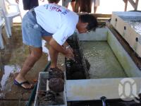 <span class="caption-caption">Friday Island, Kazu Pearl Farm</span>, 2009. <br />Digital image, collection of <span class="caption-contributor">Centre for the Government of Queensland MS</span>.