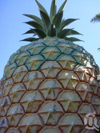 <span class="caption-caption">Big Pineapple</span>, 2009. <br />Digital image, collection of <span class="caption-contributor">Centre for the Government of Queensland MS</span>.
