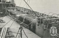 <span class="caption-caption">Landing stock at the Palm Island Aboriginal Settlement, from SS Innisfail, from Townsville, including 24 bullocks, two bulls and six horses</span>, 1939. <br />Newspaper, collection of <span class="caption-contributor">John Young</span>.