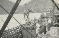 <span class="caption-caption">Landing stock at the Palm Island Aboriginal Settlement, from SS Innisfail, from Townsville</span>, 1939. <br />Newspaper, collection of <span class="caption-contributor">John Young</span>.
