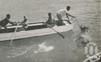 <span class="caption-caption">Landing stock at the Palm Island Aboriginal Settlement, from SS Innisfail, from Townsville</span>, 1939. <br />Newspaper, collection of <span class="caption-contributor">John Young</span>.