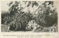 <span class="caption-caption">Fig in Paxton Street, North Ward, Townsville cyclone</span>, 1940. <br />Newspaper, collection of <span class="caption-contributor">John Young</span>.