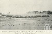 <span class="caption-caption">Bullocks travelling from Oban Station to Galway Downs, Windorah district</span>, 1940. <br />Newspaper, collection of <span class="caption-contributor">John Young</span>.