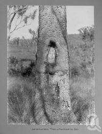 <span class="caption-caption">Leichhardt's tree, Marmadilla Station</span>, date unknown. <br />Photograph, collection of <span class="caption-contributor">Mobsby Collection, Fryer Library, UQ</span>.