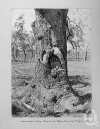 <span class="caption-caption">Leichhardt's tree, branch of the Nogoa, Comet & McKenzie Rivers</span>, date unknown. <br />Photograph, collection of <span class="caption-contributor">Mobsby Collection, Fryer Library, UQ</span>.