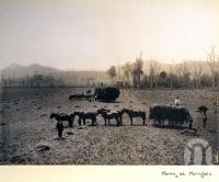 <span class="caption-caption">Farm at Fernvale</span>, date unknown. <br />Photograph, collection of <span class="caption-contributor">Mobsby Collection, Fryer Library, UQ</span>.