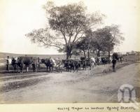 <span class="caption-caption">Hauling timber to Lowood railway station</span>, date unknown. <br />Photograph, collection of <span class="caption-contributor">Mobsby Collection, Fryer Library, UQ</span>.