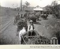 <span class="caption-caption">Carting sugar cane to mill at Marburg</span>, date unknown. <br />Photograph, collection of <span class="caption-contributor">Mobsby Collection, Fryer Library, UQ</span>.
