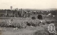 <span class="caption-caption">Woombye pineapple farm</span>, date unknown. <br />Photograph, collection of <span class="caption-contributor">Mobsby Collection, Fryer Library, UQ</span>.